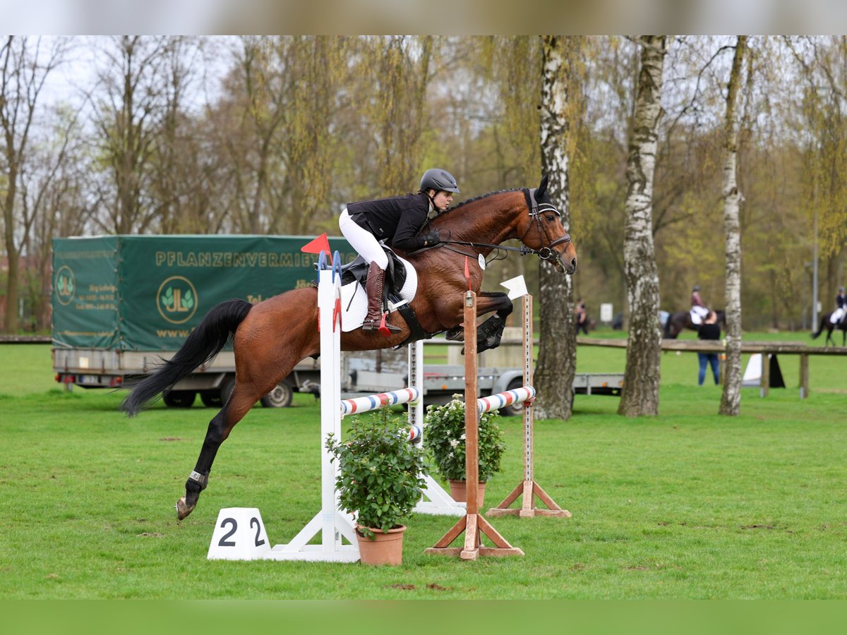 Anglo-Arabo Hengst in Bosau
