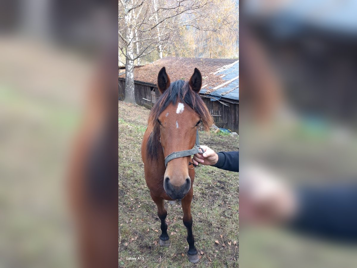 Anglo-Arabo Stallone 2 Anni in Stall