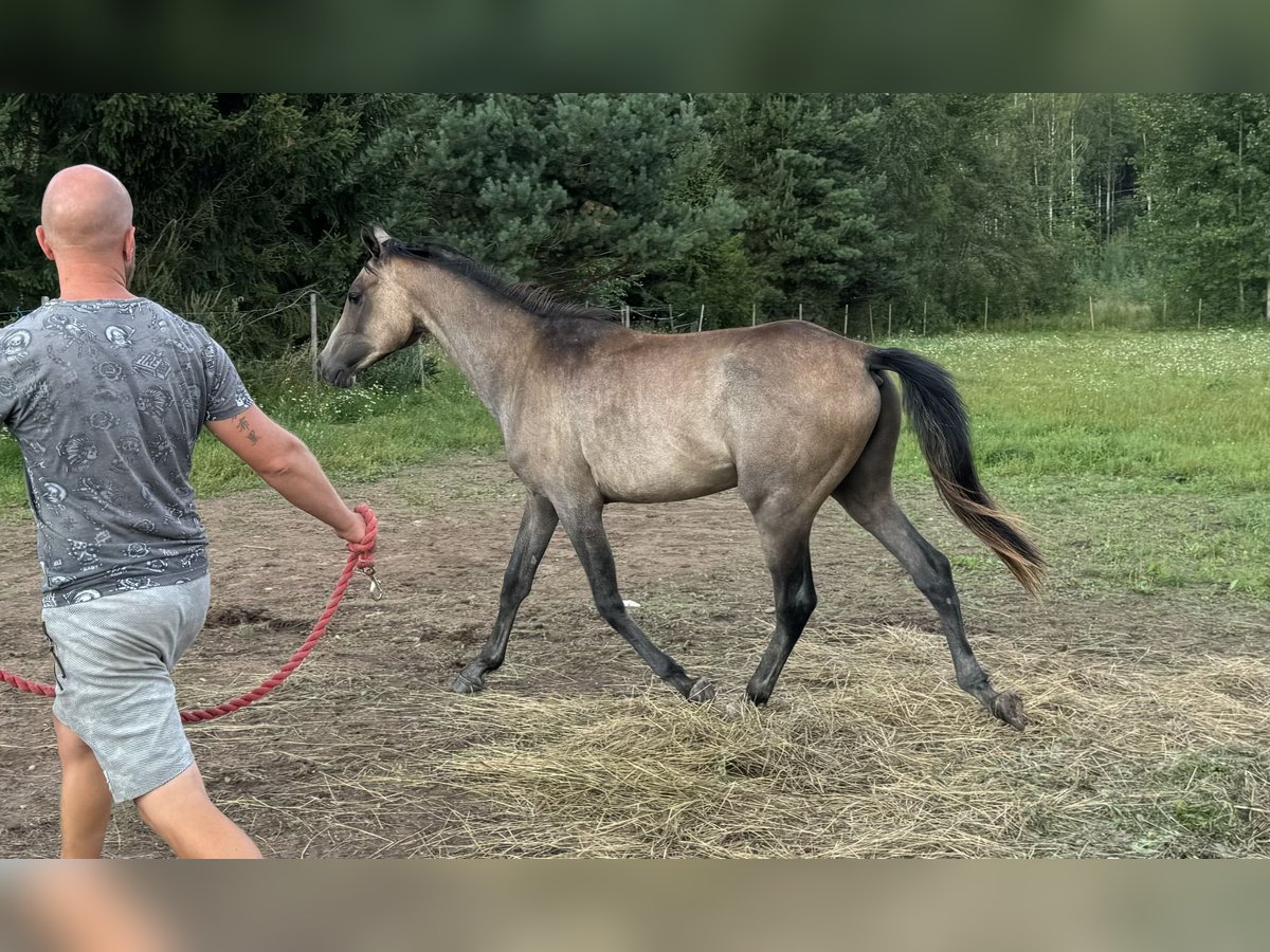 Anglo-Arabo Stallone 2 Anni Grigio in Kurista