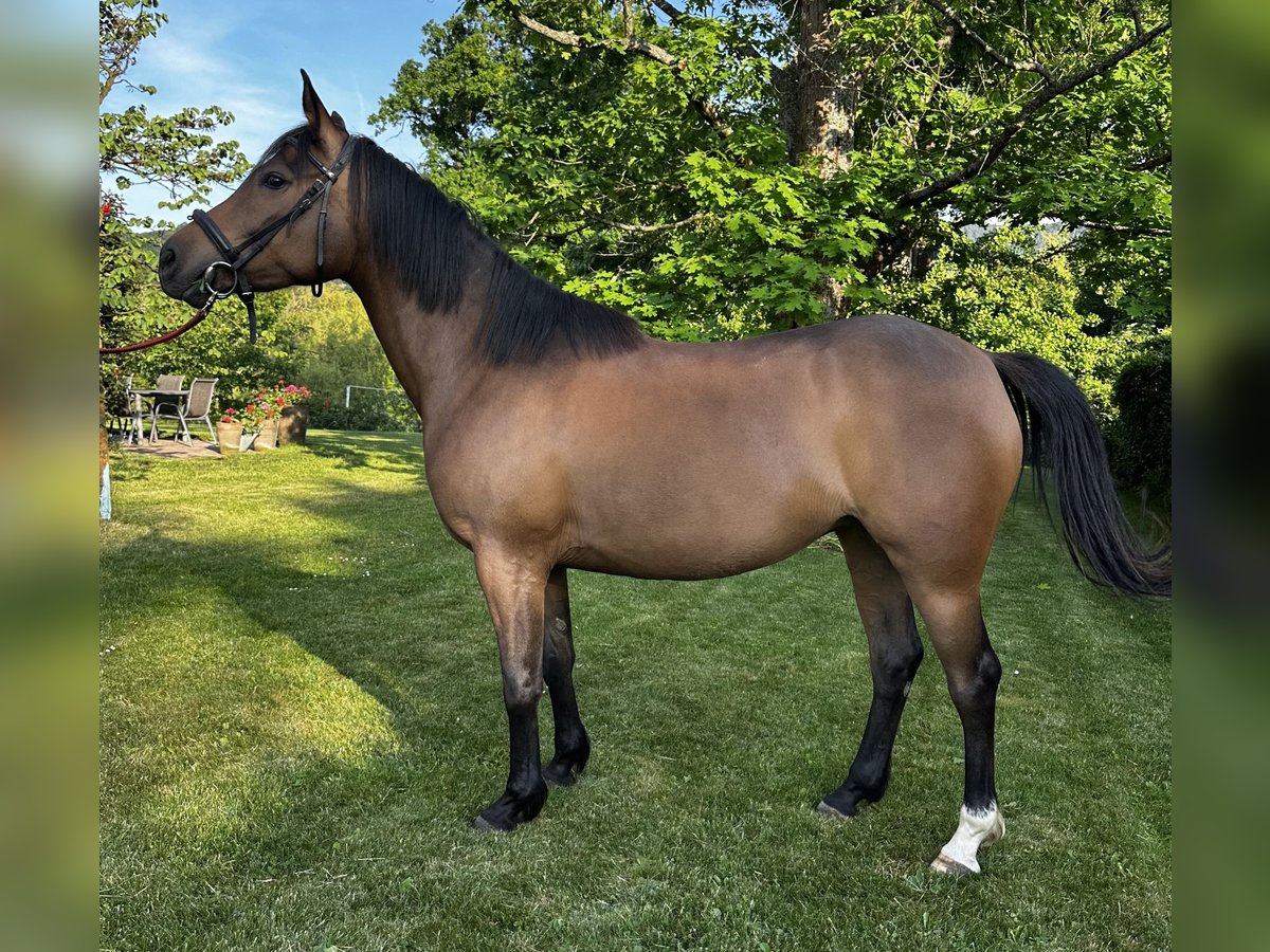 Anglo-Arabo Stallone 5 Anni 156 cm Baio scuro in turckheim