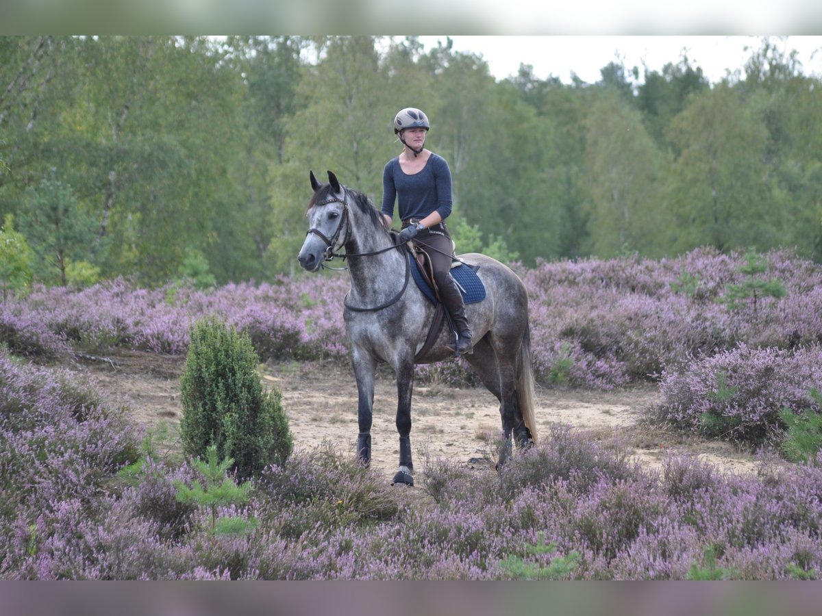 Anglo-Arabo Stute 12 Jahre 166 cm Schimmel in Bad Oldesloe