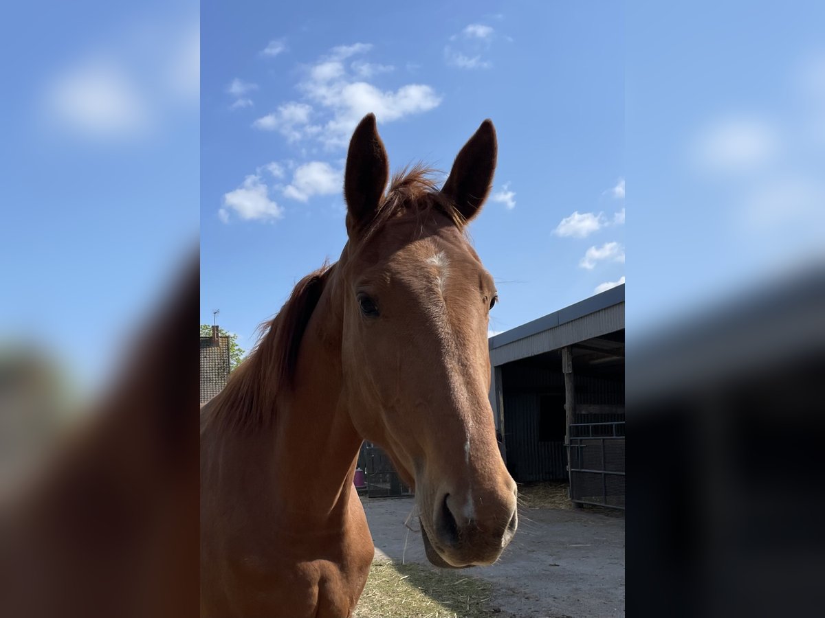 Anglo-Arabo Mix Stute 3 Jahre 165 cm Fuchs in Pommereuil