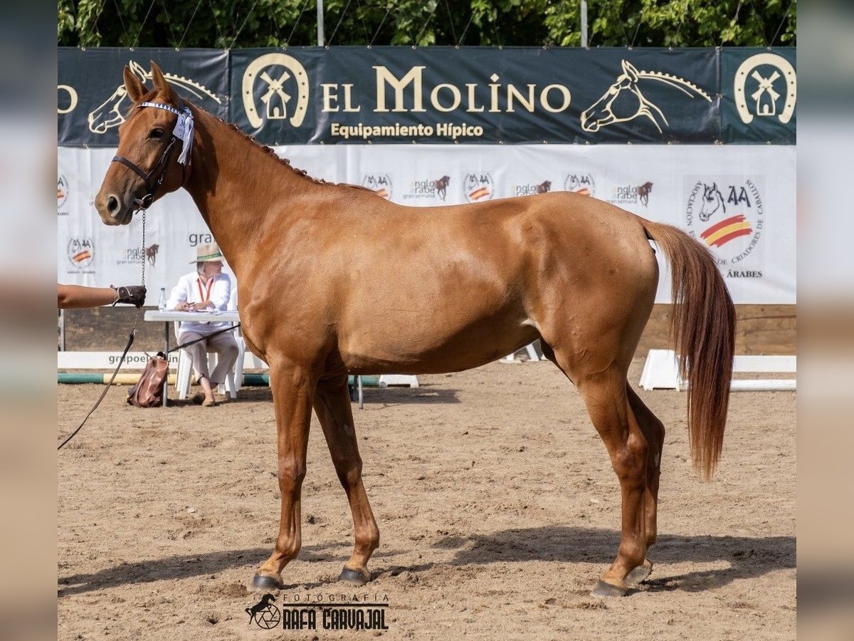 Anglo-Arabo Stute 5 Jahre 166 cm Fuchs in Jerez De La Frontera