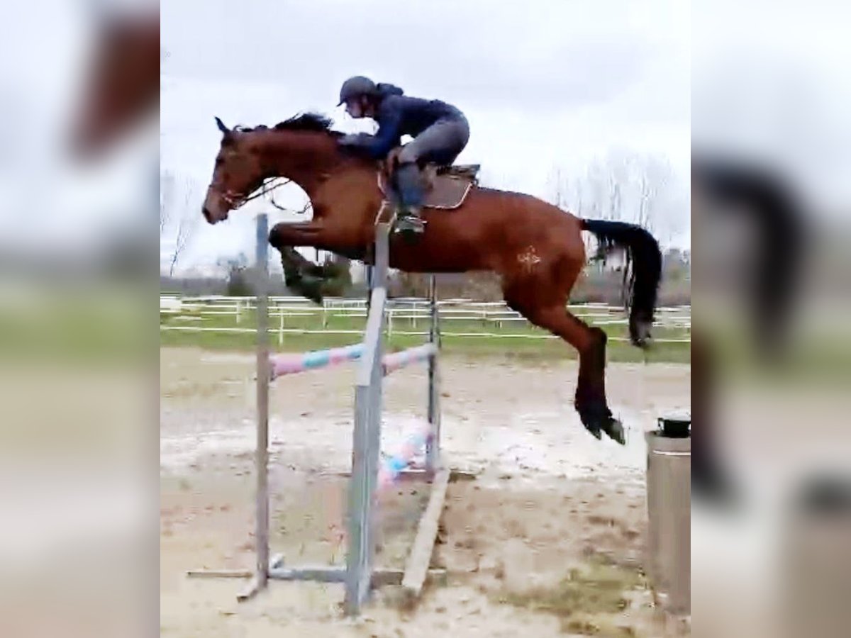 Anglo-Arabo Stute 5 Jahre 172 cm Brauner in Collado Villalba