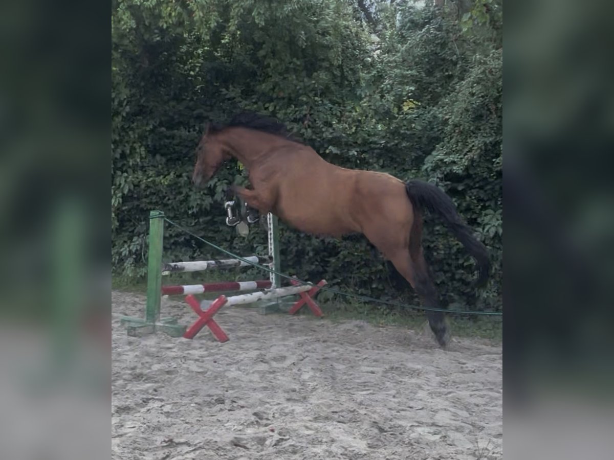 Anglo-Arabo Stute 7 Jahre 151 cm Brauner in Wermsdorf