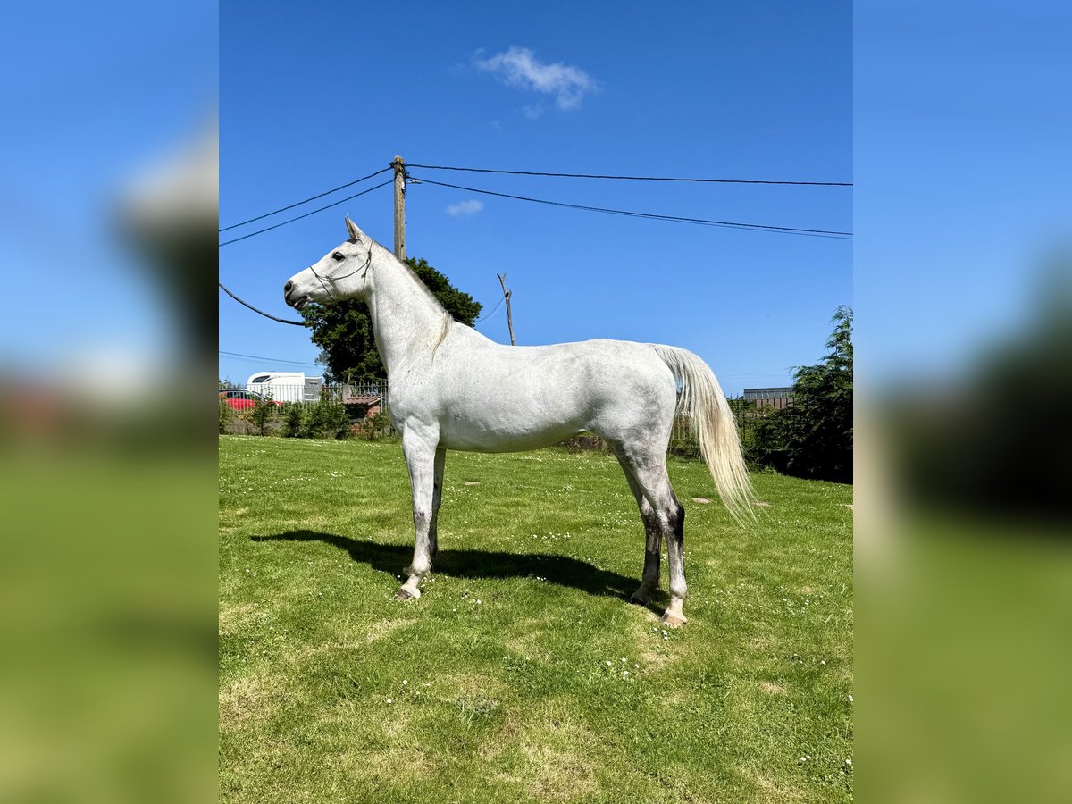 Anglo-Arabo Stute 7 Jahre 157 cm Schimmel in Piedras Blancas