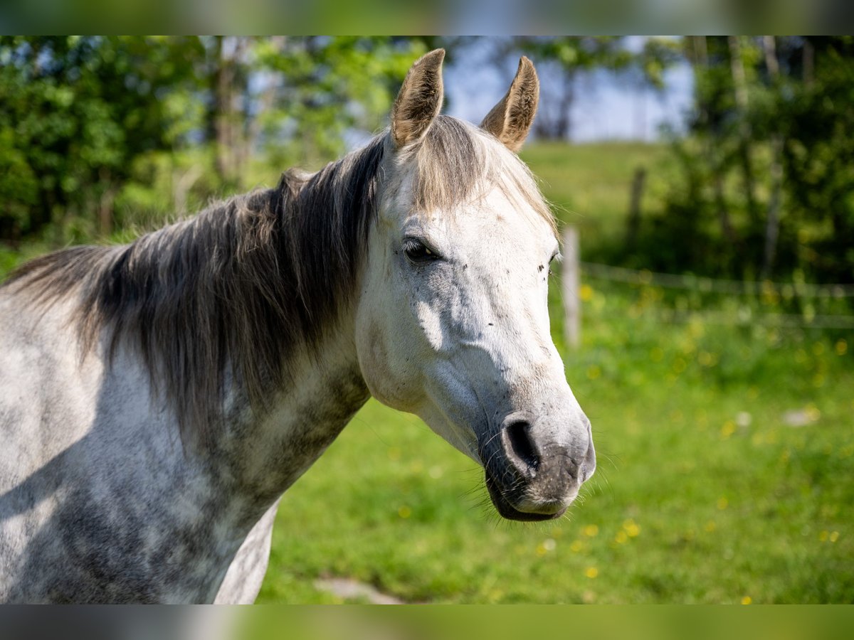 Anglo-Arabo Wallach 10 Jahre 150 cm Schimmel in Corcelles BE
