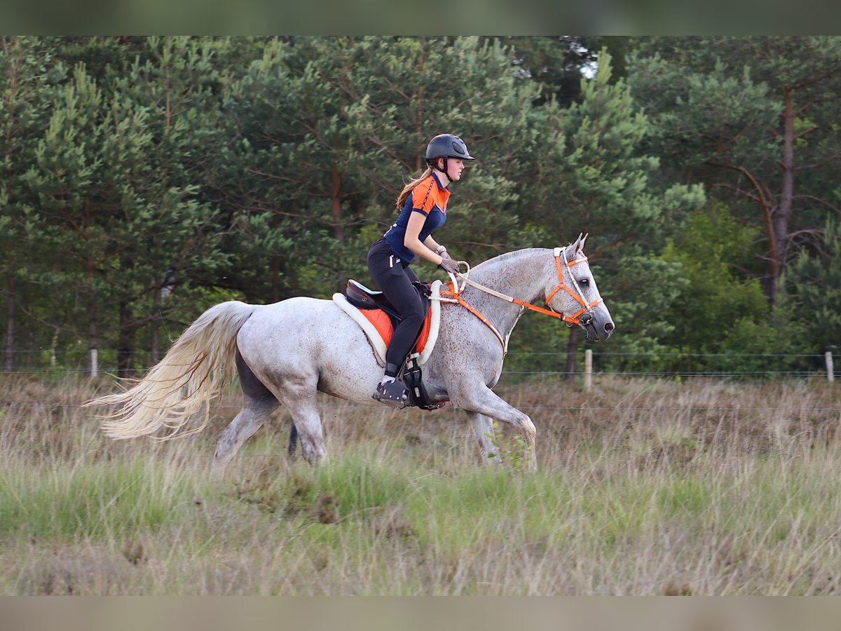 Anglo-Arabo Wallach 10 Jahre 154 cm Schimmel in Moulin du ruy