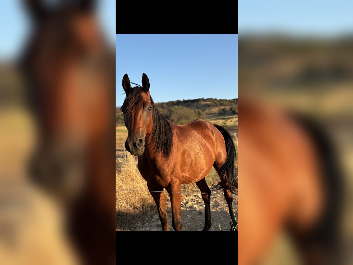 Anglo-Arabo Wallach 11 Jahre 158 cm Brauner in Saint-Maime