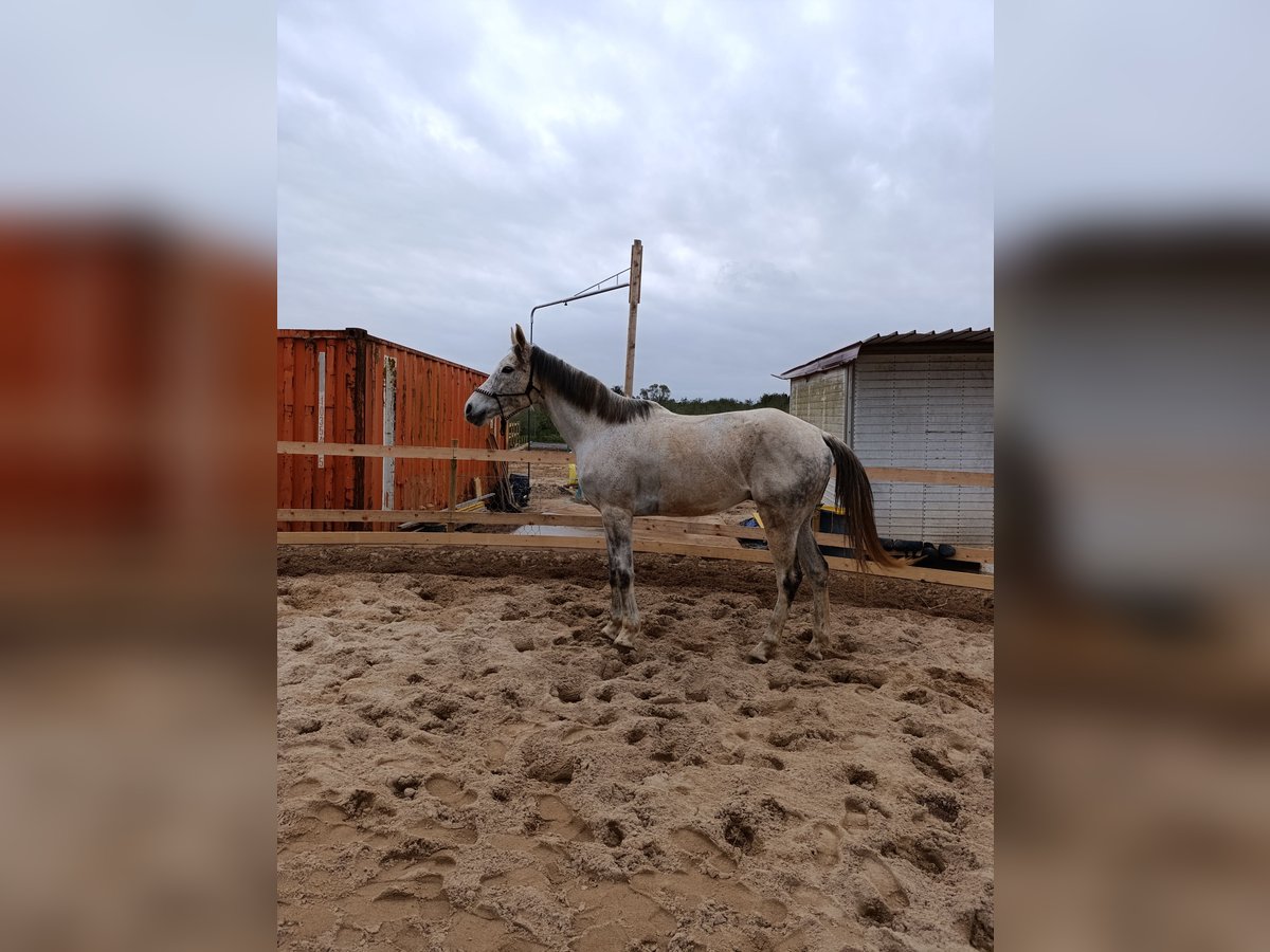 Anglo-Arabo Wallach 11 Jahre 175 cm Schimmel in Sassari