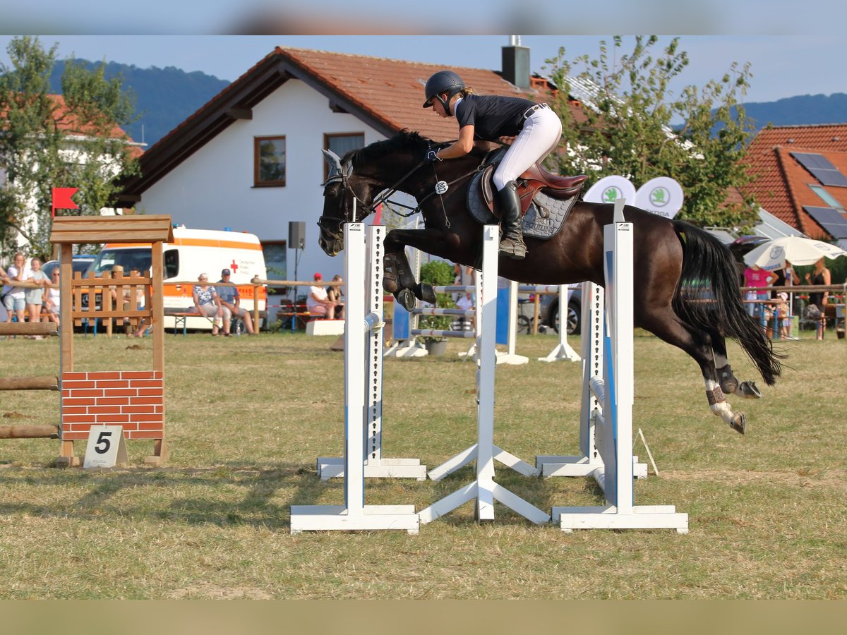 Anglo-Arabo Wallach 15 Jahre 158 cm Schwarzbrauner in Wildberg