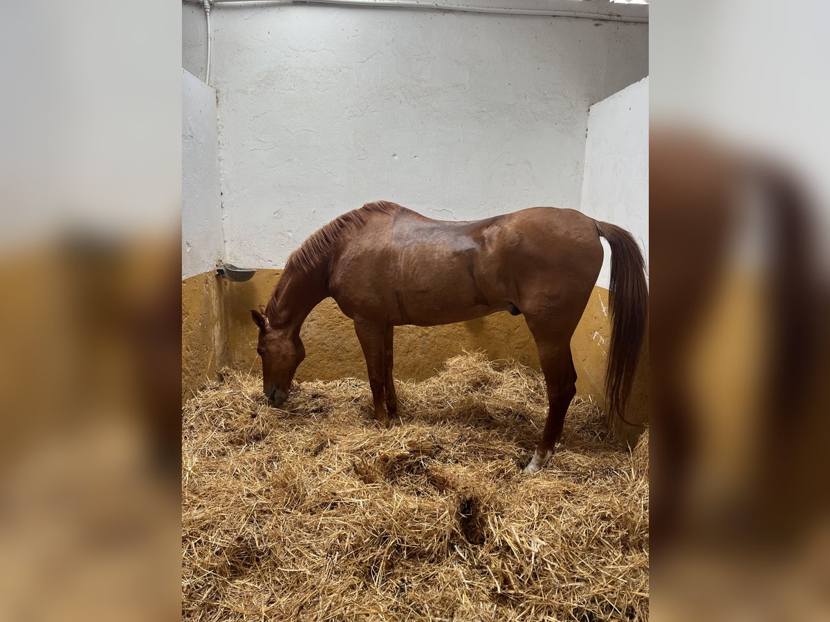 Anglo-Arabo Wallach 17 Jahre 164 cm Fuchs in Sanlucar De Barrameda