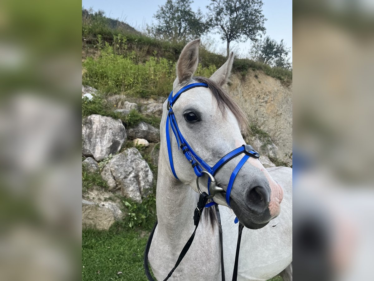 Anglo-Arabo Mix Wallach 3 Jahre 141 cm Schimmel in Begunje na Gorenjskem