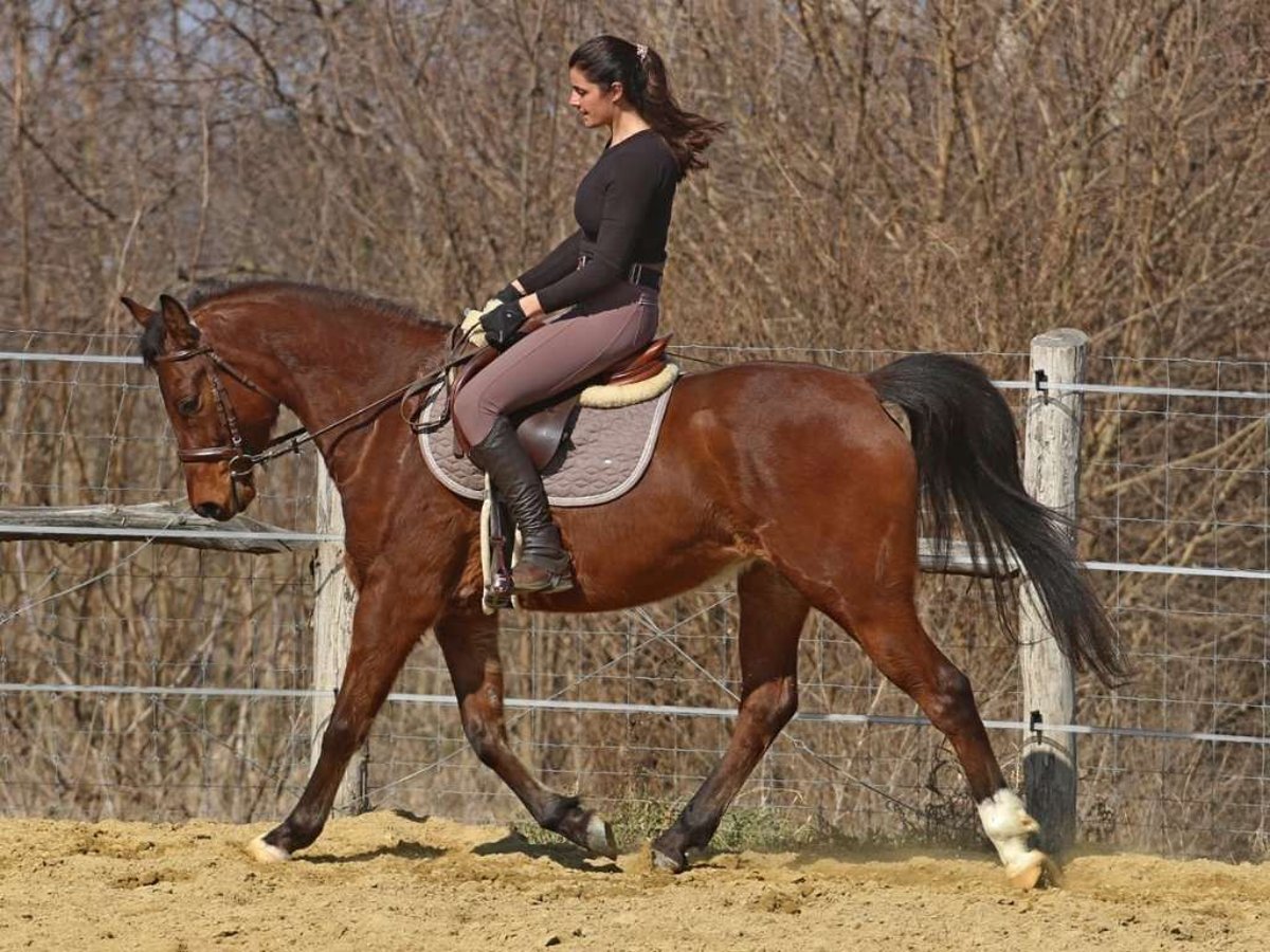 Anglo-Arabo Wallach 5 Jahre 155 cm Rotbrauner in Pér
