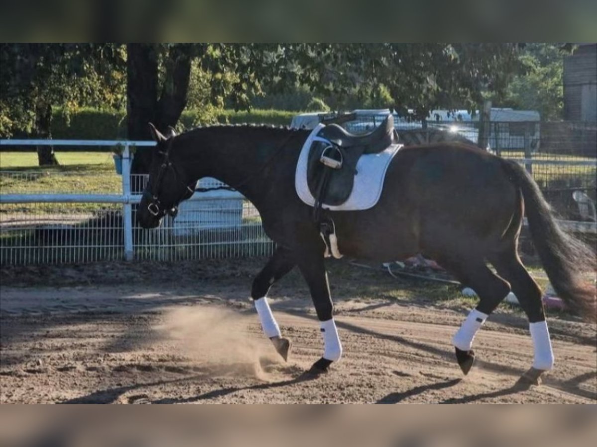 Anglo-Arabo Wallach 6 Jahre 168 cm Dunkelbrauner in Wangelau