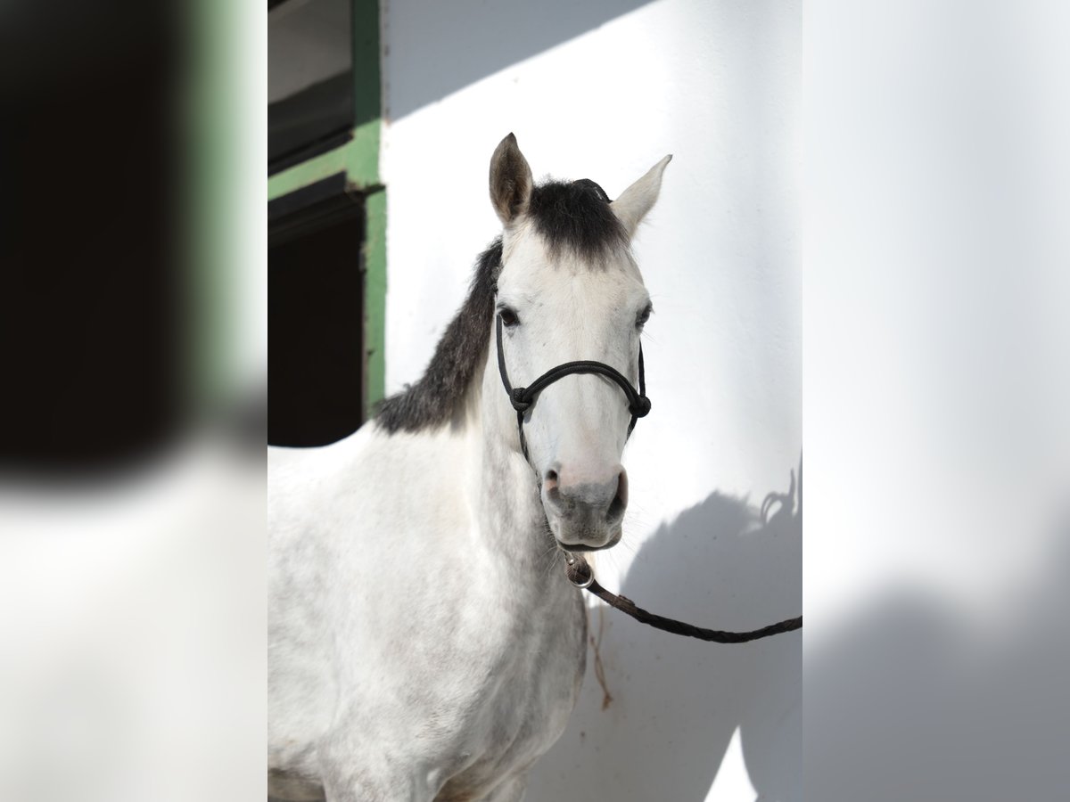 Anglo-Arabo Wallach 7 Jahre 152 cm Schimmel in Vitoria-Gasteiz Anglo-Arabo Wallach 7 Jahre 152 cm Schimmel in Vitoria-Gasteiz