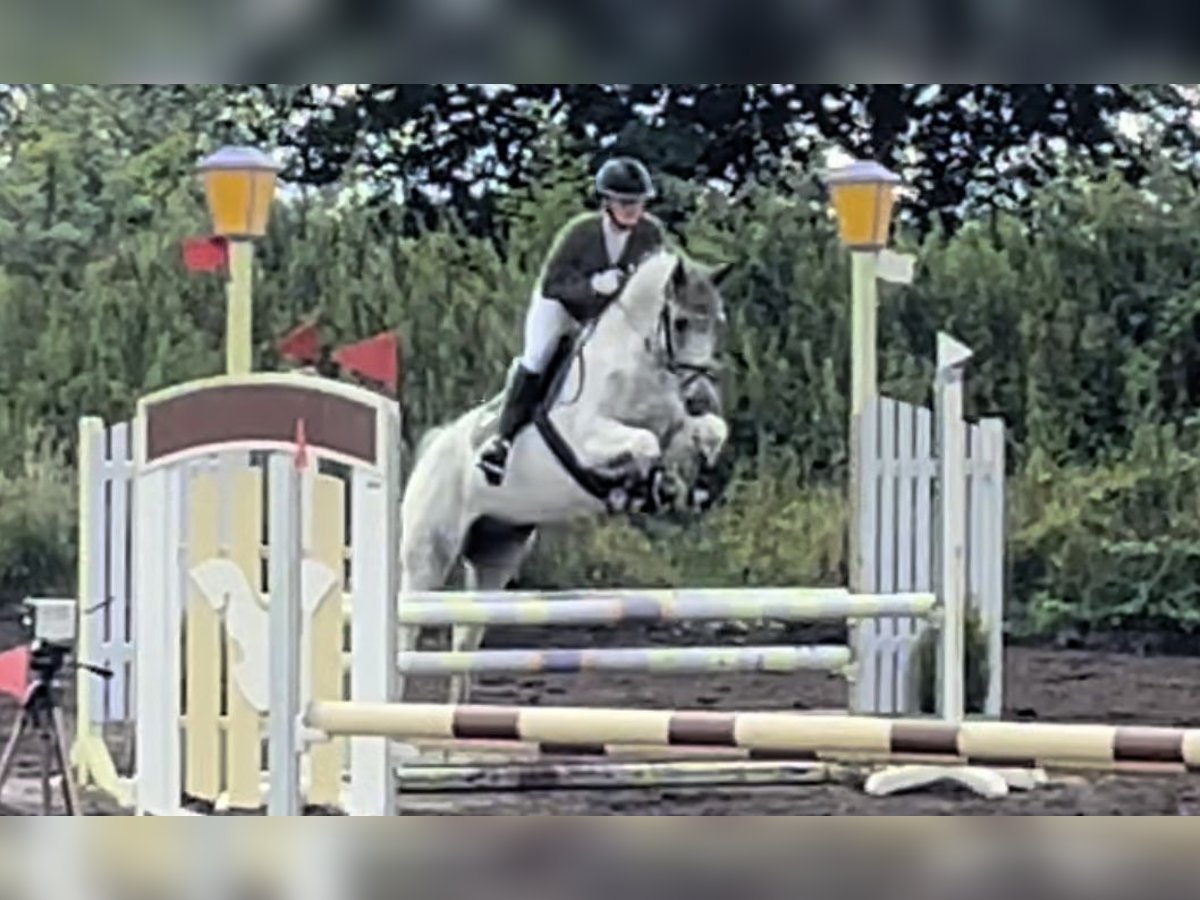 Anglo-Arabo Wallach 7 Jahre 164 cm Schecke in Bad Oldesloe
