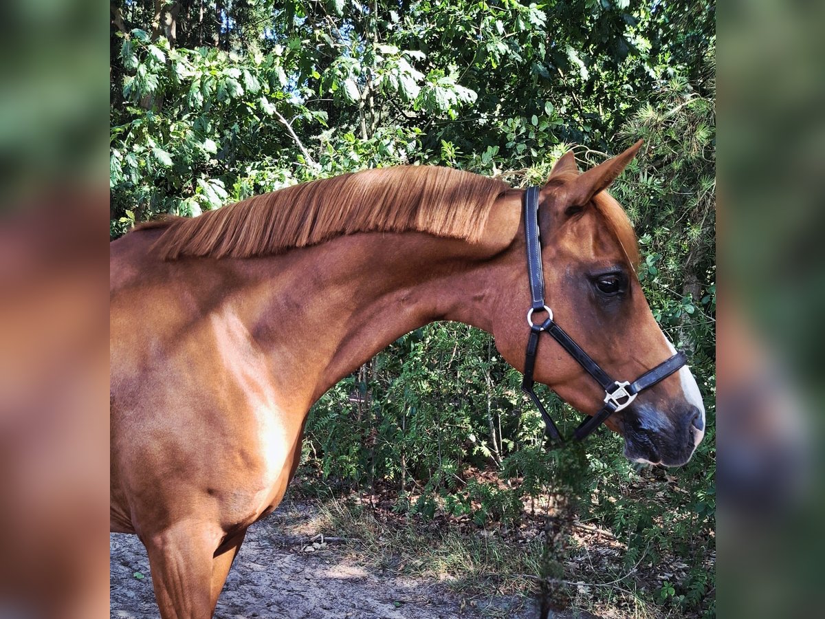 Anglo-Arabo Wallach 8 Jahre 143 cm Fuchs in Son en Breugel