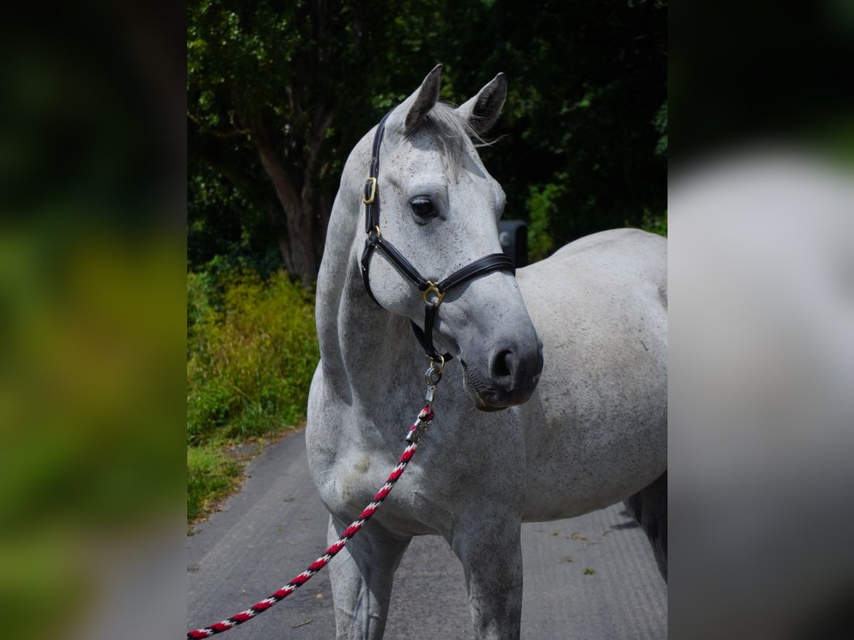 Anglo-Arabo Wallach 8 Jahre 165 cm Schimmel in Rotenburg an der Fulda