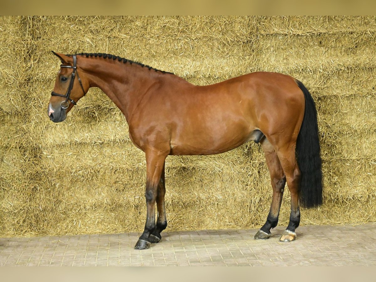 Anglo European Studbook Caballo castrado 10 años 172 cm Castaño in Bladel