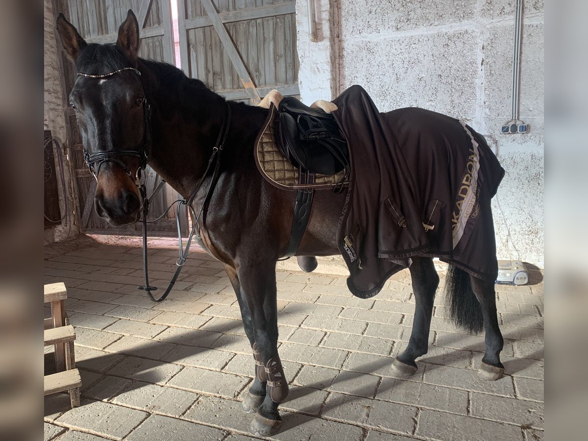 Anglo European Studbook Caballo castrado 11 años 172 cm Castaño oscuro in Kindelbr&#xFC;ck