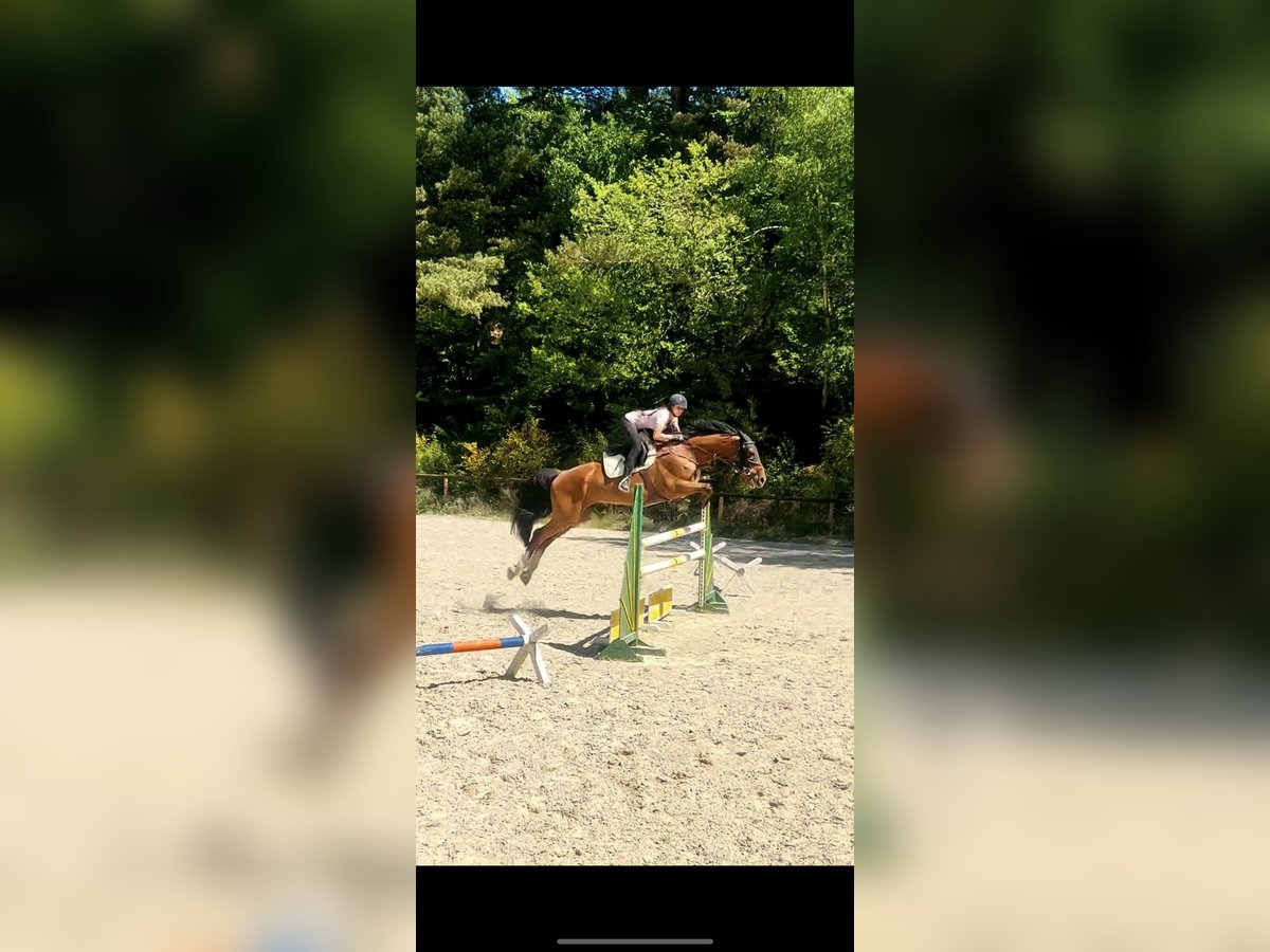 Anglo European Studbook Caballo castrado 12 años 170 cm Castaño in Nast&#xE4;tten