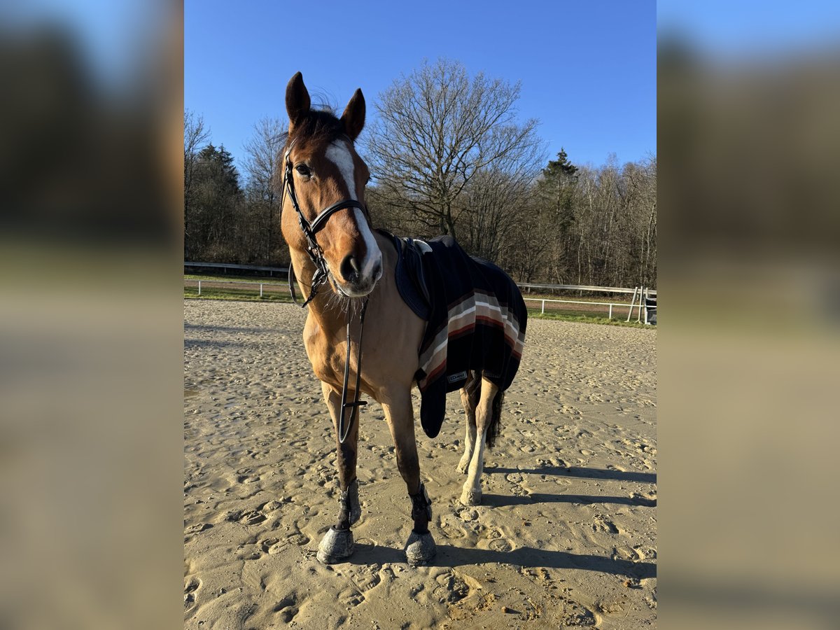 Anglo European Studbook Caballo castrado 12 años 174 cm Castaño in Neunkirchen/Saar