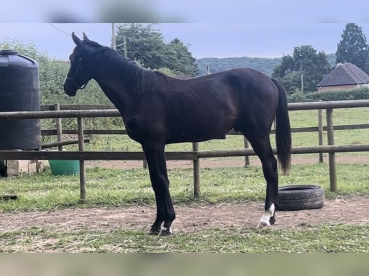 Anglo European Studbook Caballo castrado 1 año 163 cm Negro in Dursley