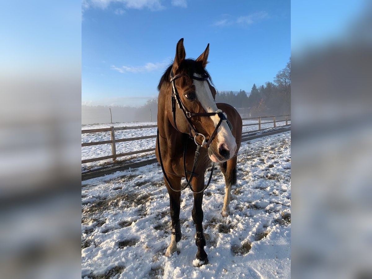 Anglo European Studbook Caballo castrado 20 años 167 cm Castaño in Holzkirchen