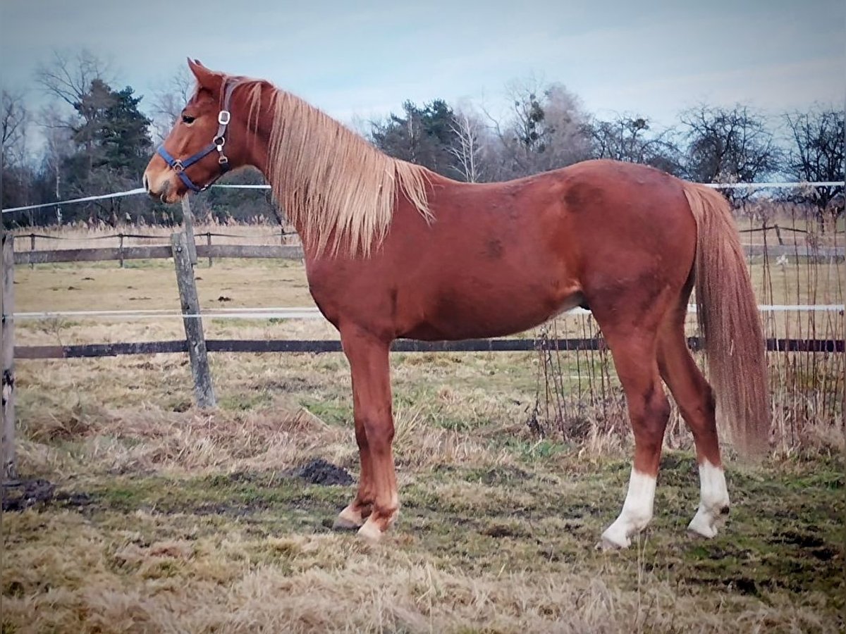 Anglo European Studbook Caballo castrado 2 años 170 cm Alazán in Namysłów