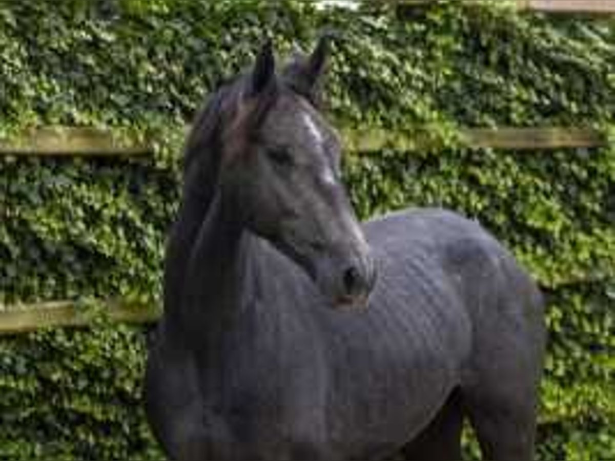 Anglo European Studbook Caballo castrado 2 años 172 cm Tordillo negro in Waddinxveen