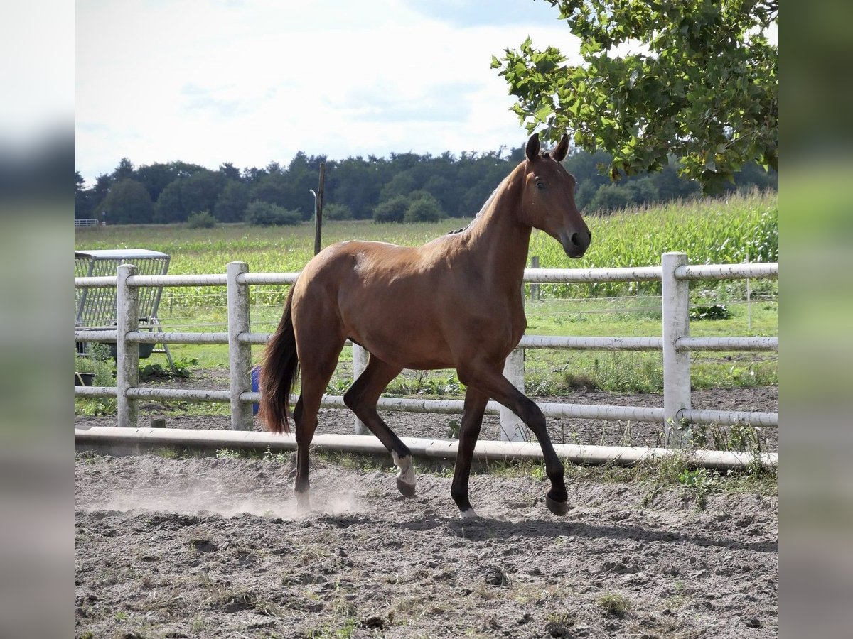 Anglo European Studbook Caballo castrado 2 años Castaño in Liessel