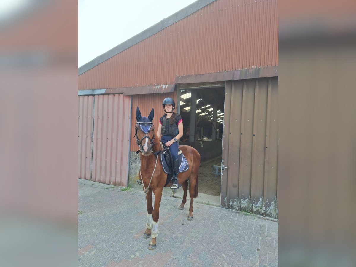 Anglo European Studbook Caballo castrado 3 años 153 cm Alazán in Lille