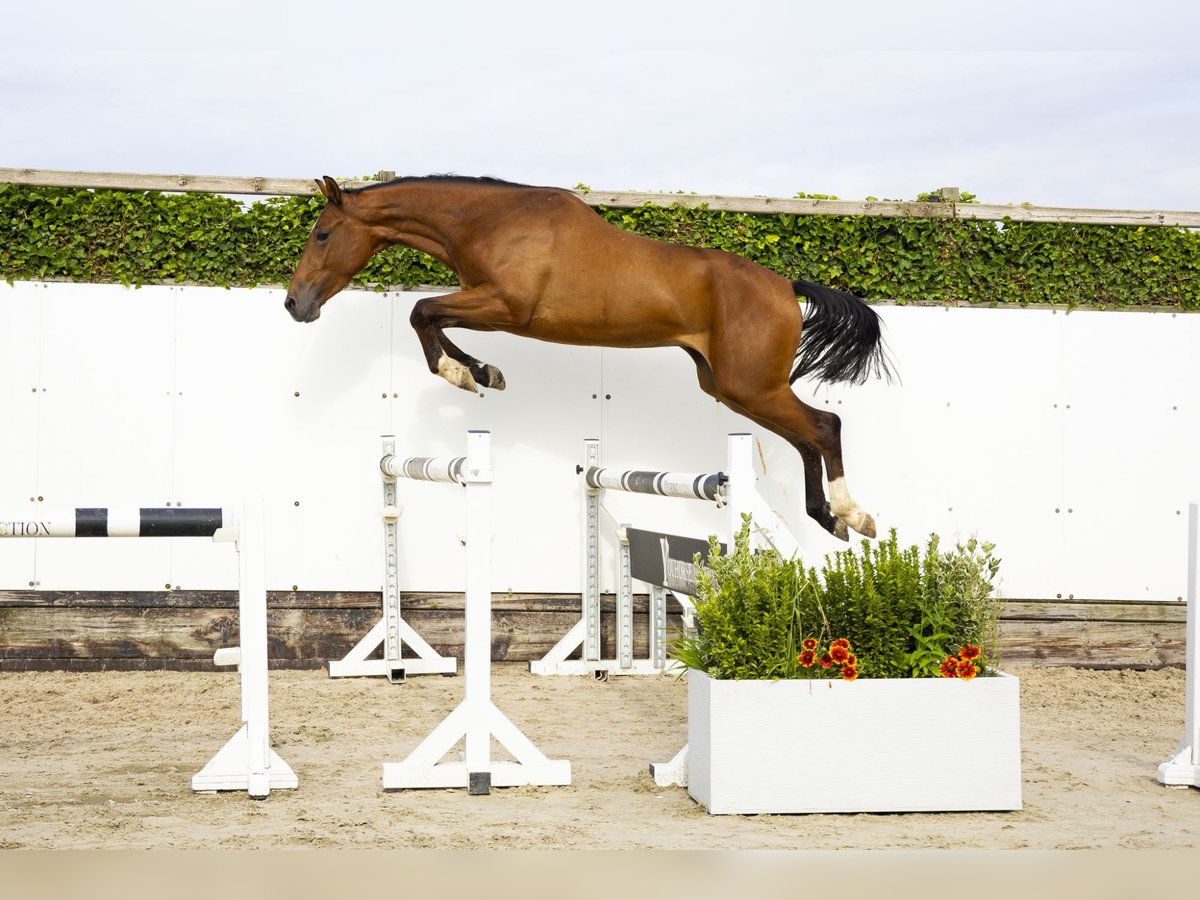 Anglo European Studbook Caballo castrado 3 años 161 cm Castaño in Waddinxveen