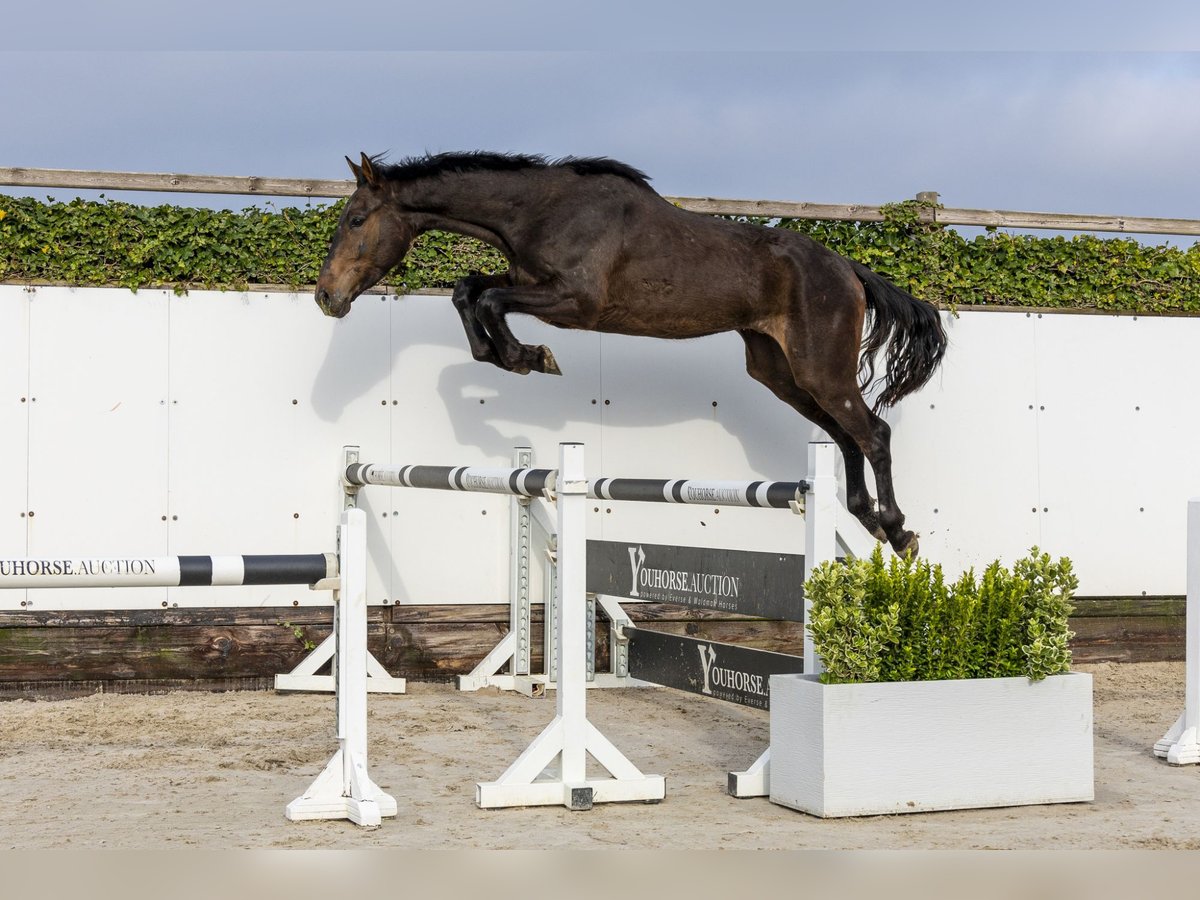 Anglo European Studbook Caballo castrado 3 años 167 cm Castaño oscuro in Waddinxveen
