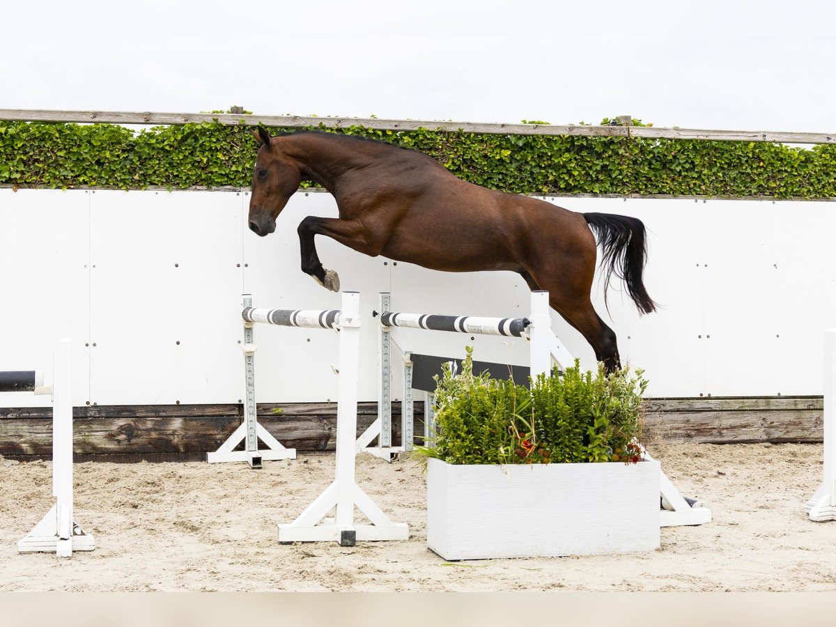 Anglo European Studbook Caballo castrado 3 años 169 cm Castaño in Waddinxveen