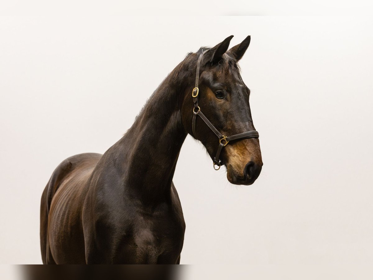 Anglo European Studbook Caballo castrado 3 años 170 cm Castaño oscuro in Waddinxveen