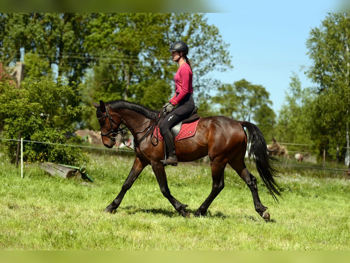 Anglo European Studbook Caballo castrado 4 años 160 cm Morcillo in Rokitno