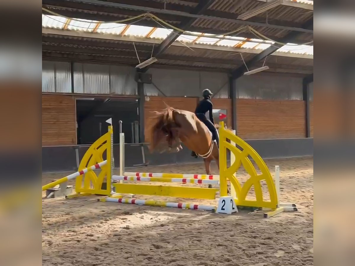 Anglo European Studbook Caballo castrado 4 años 168 cm Alazán-tostado in Ysselsteyn