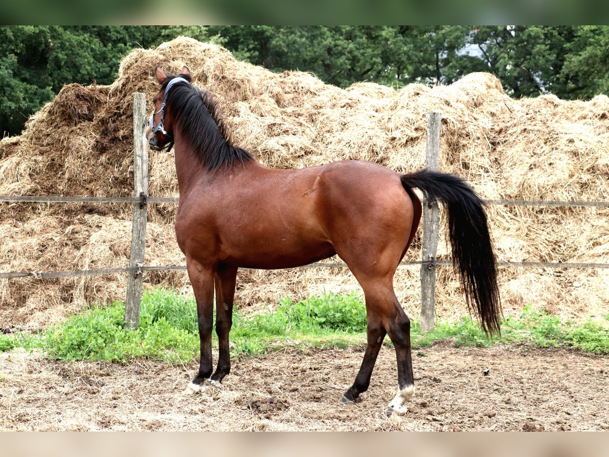 Anglo European Studbook Caballo castrado 5 años 165 cm Castaño in Bouée