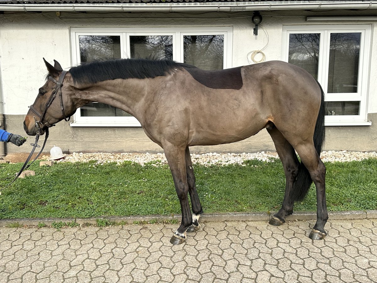 Anglo European Studbook Caballo castrado 5 años 167 cm Negro in Bad Kreuznach