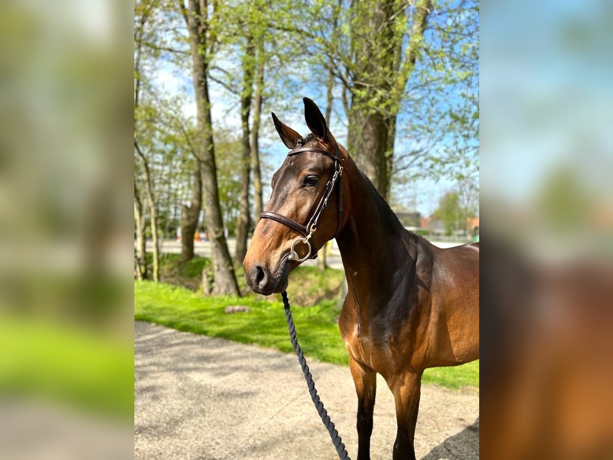 Anglo European Studbook Caballo castrado 5 años 169 cm Castaño oscuro in Böbs