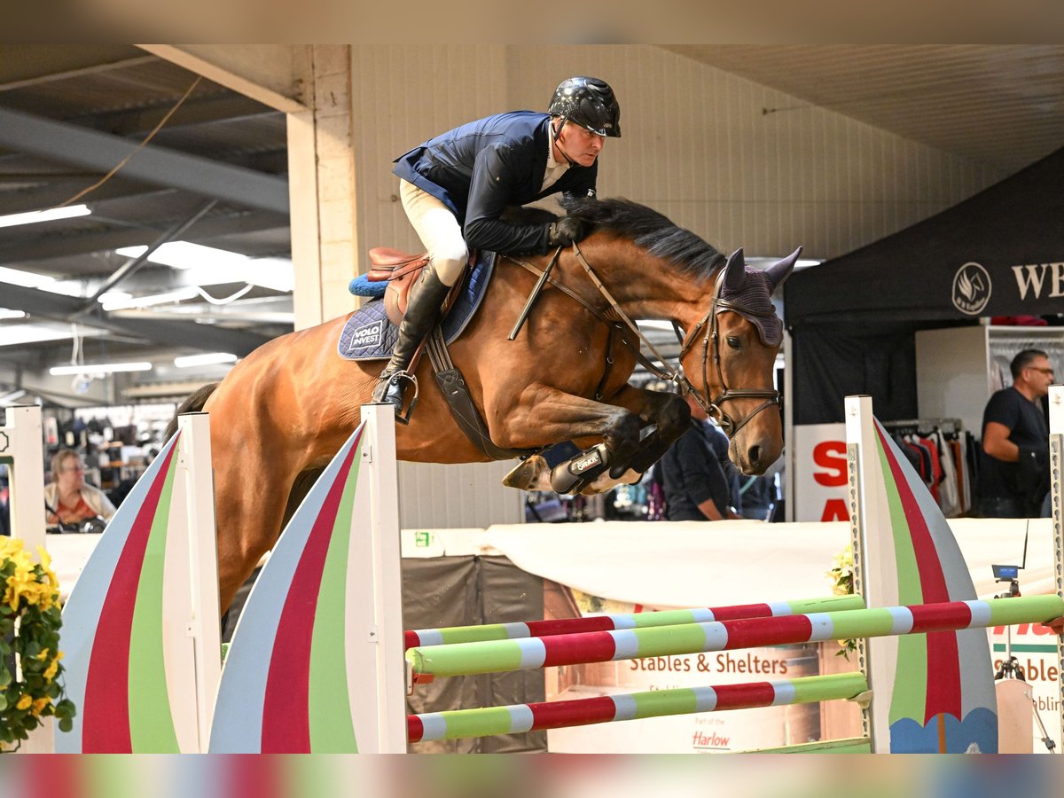 Anglo European Studbook Caballo castrado 5 años 170 cm Castaño rojizo in Suffolk