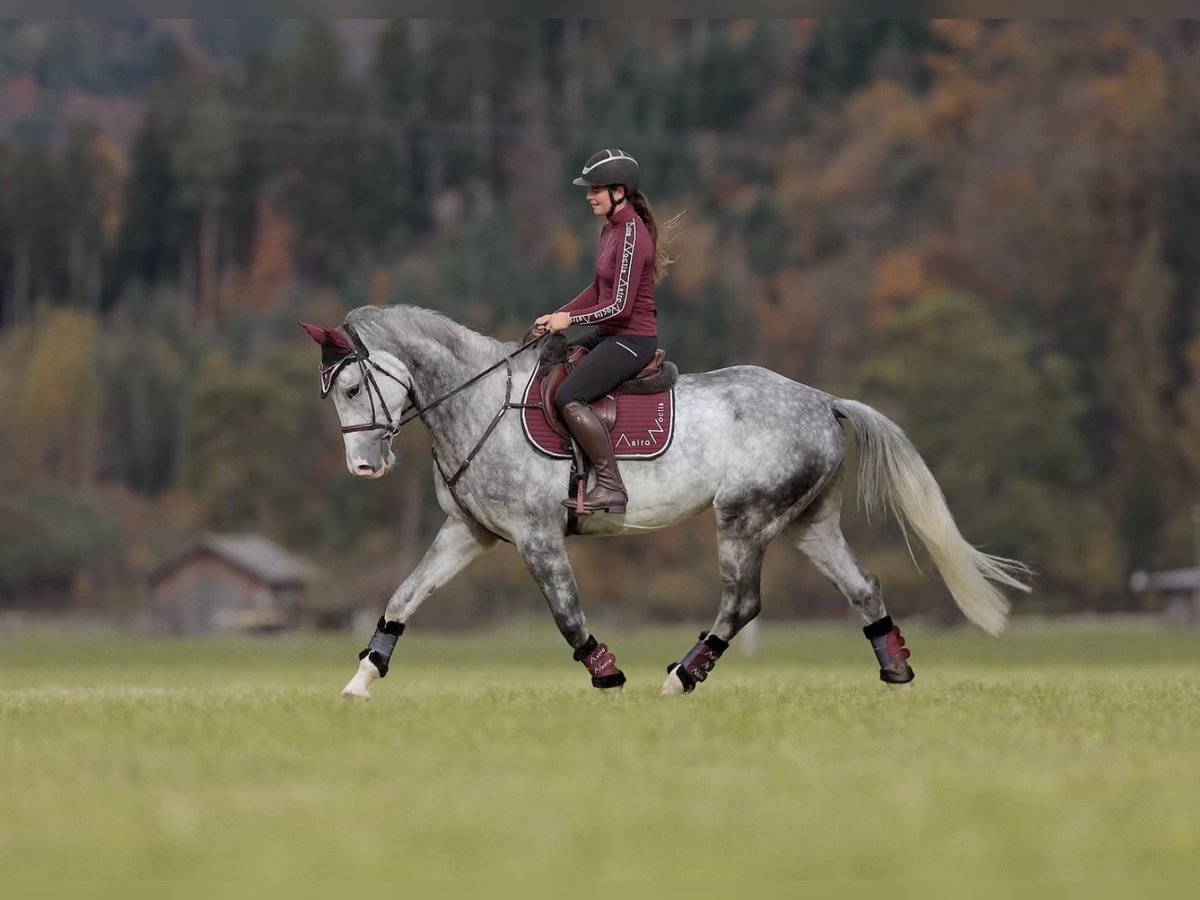 Anglo European Studbook Caballo castrado 5 años 173 cm Tordo rodado in Schlins