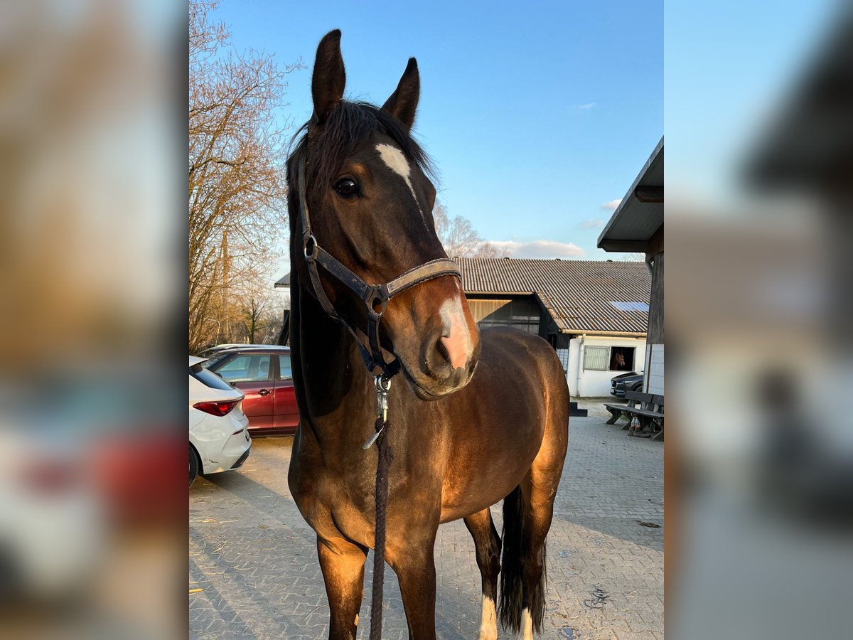 Anglo European Studbook Caballo castrado 6 años 162 cm Castaño in Breckerfeld