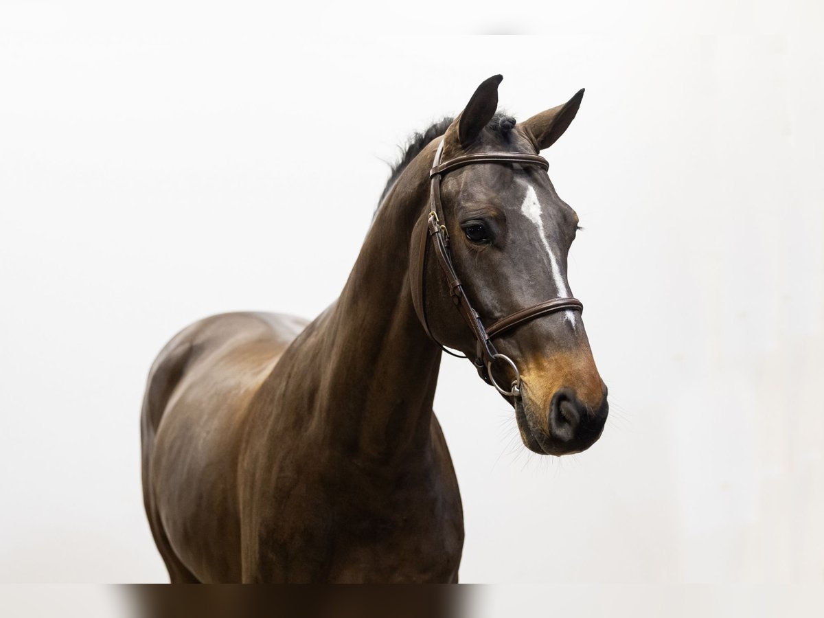 Anglo European Studbook Caballo castrado 6 años 164 cm Castaño oscuro in Waddinxveen