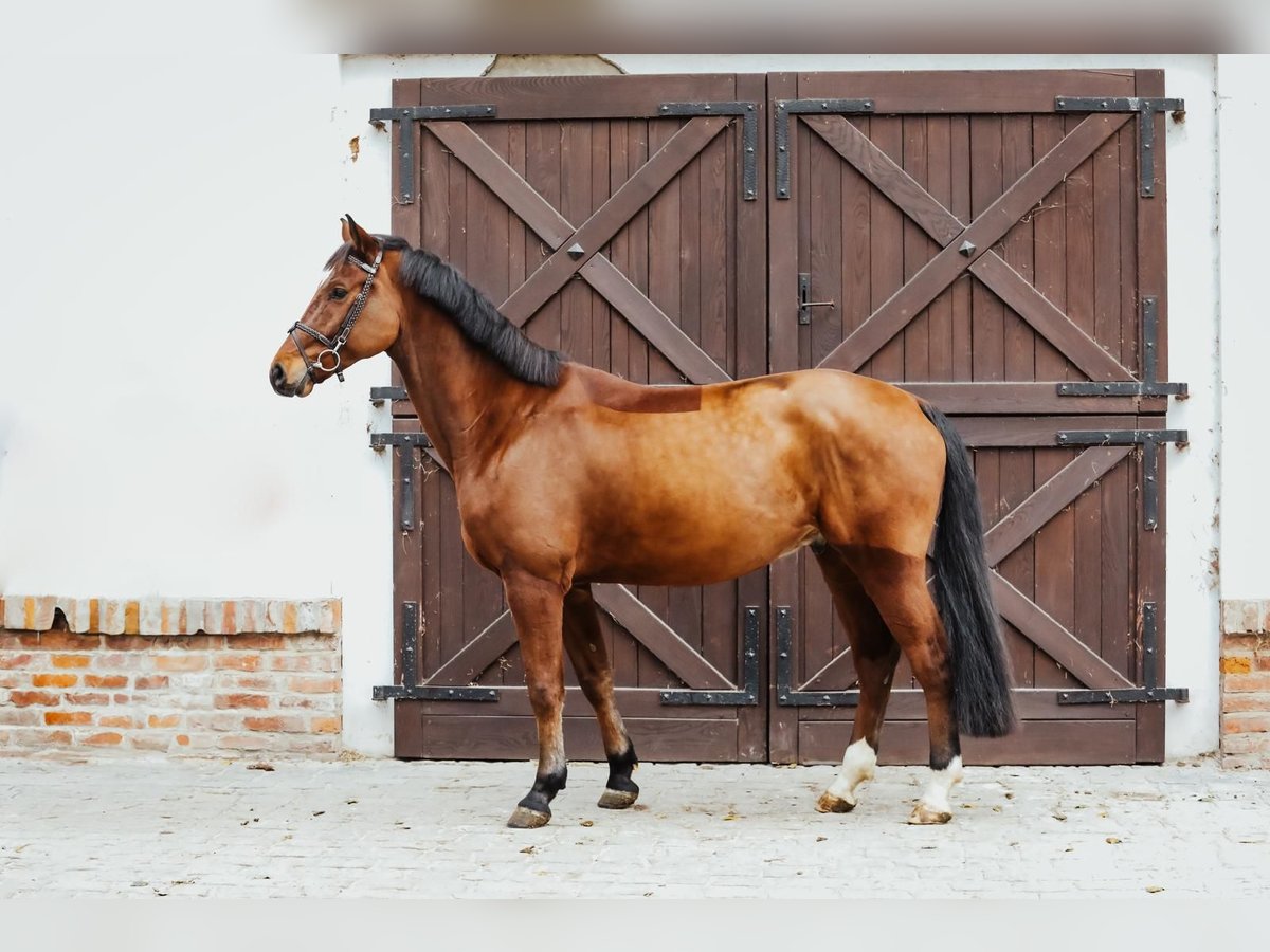 Anglo European Studbook Caballo castrado 6 años 166 cm Castaño rojizo in Kórnik