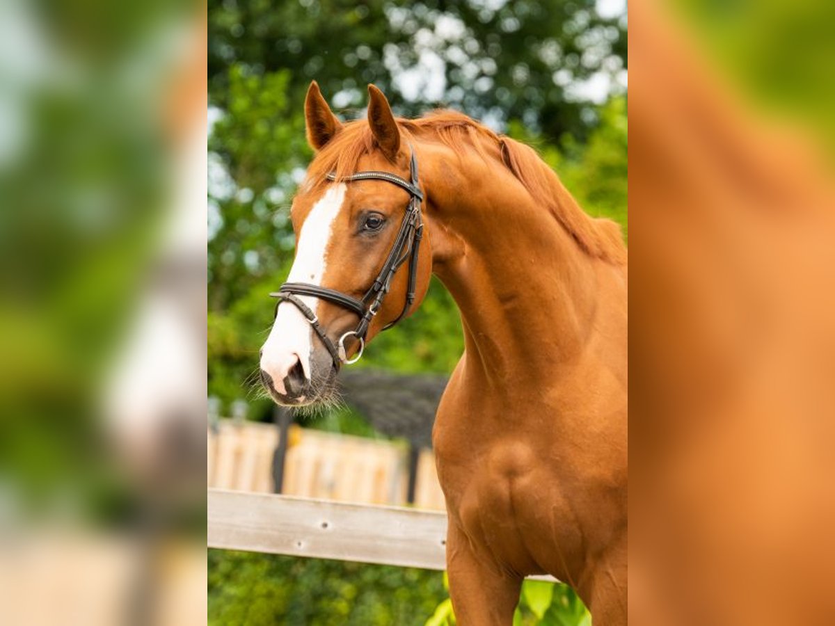 Anglo European Studbook Caballo castrado 6 años 168 cm Alazán in Stokkum