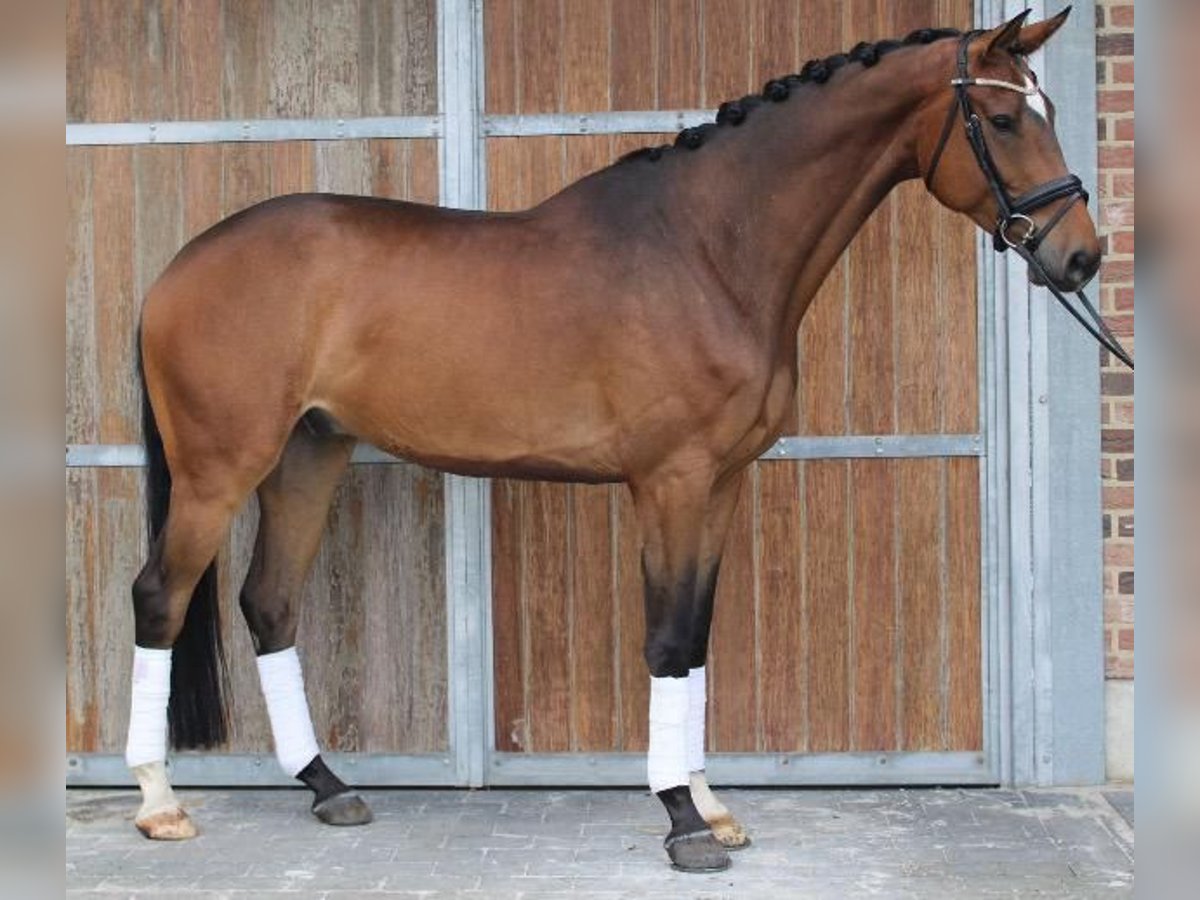 Anglo European Studbook Caballo castrado 6 años 172 cm Castaño in Wijchmaal