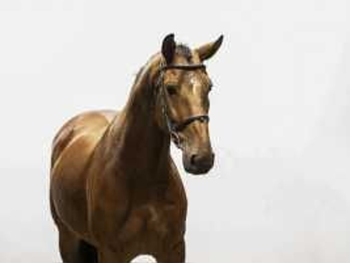 Anglo European Studbook Caballo castrado 7 años 162 cm Castaño in Waddinxveen